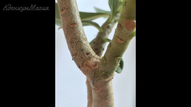 Формирование адениума смотреть онлайн