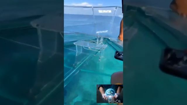 Прозрачная лодка С помощью прогрессивных технологий,создана лодка, позволяющая увидеть морской мир. смотреть онлайн