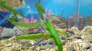 Криптокорина Вендта - условия содержания в аквариуме