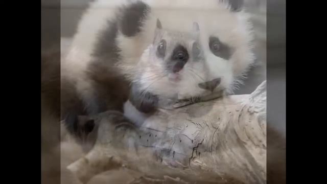 Самые милые животные. смотреть онлайн