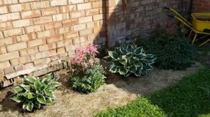 Астильба, уход и подкормки