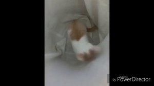Лиза и Пушок. 💕💕💖💖