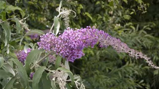 fujifilm s1730 pictures смотреть онлайн