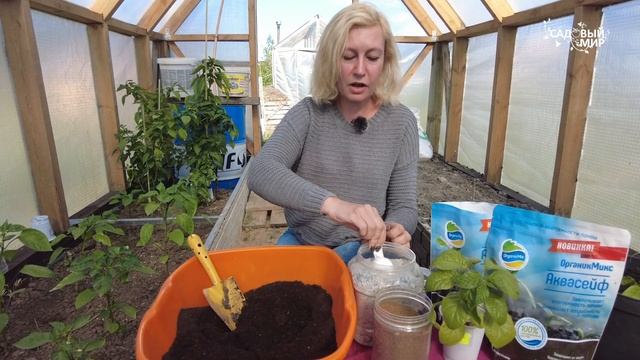 Сажаем самый дорогой перец в мире! Чарапита (AJI CHARAPITA) - самый дорогой, но не самый острый смотреть онлайн