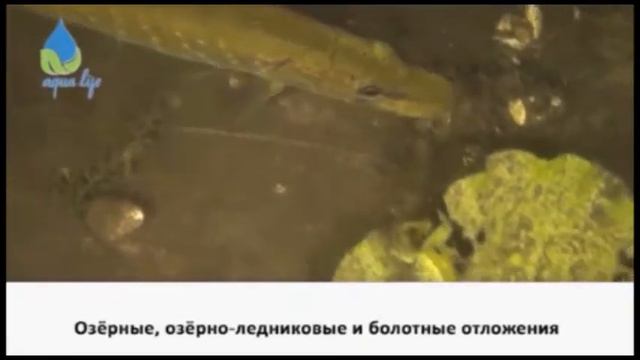 Ūdens vides aizsardzība un zaļā dzīvesveida aktivitāšu veicināšana Latvijas un Krievijas pierobežas смотреть онлайн