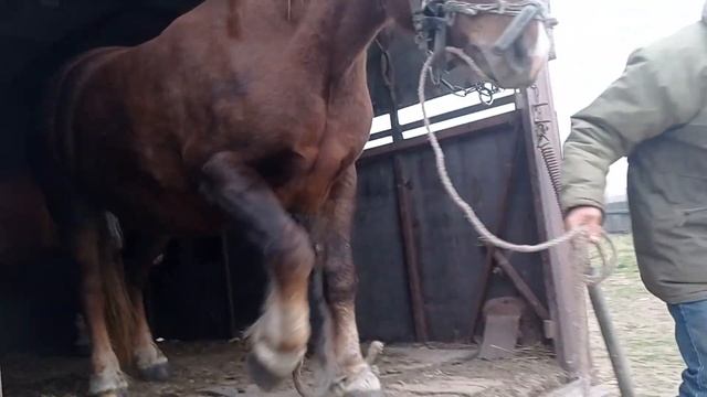 Лошади русский тяжеловоз смотреть онлайн