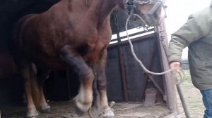 Лошади русский тяжеловоз