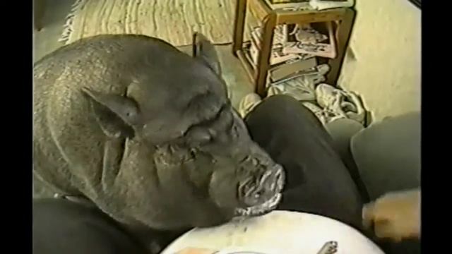 Мужик и свинья. Прикол. Я в шоке!!! / A man and a pig смотреть онлайн