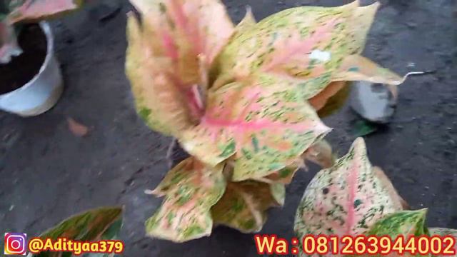 Stok Baru Aglonema смотреть онлайн