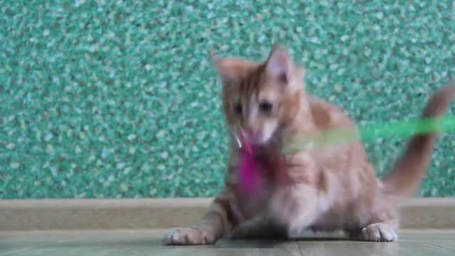 Ну а теперь... присядочка! / Красный котёнок мейн-кун смотреть онлайн