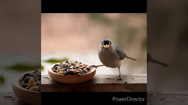 7 фактов о перелете птиц. смотреть онлайн