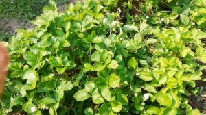 Земляника Барон Солемахер.