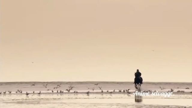 Ostwind-WindStorm Story??? смотреть онлайн