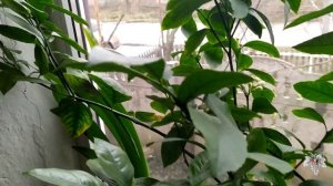 Цветение лимона в домашних условиях