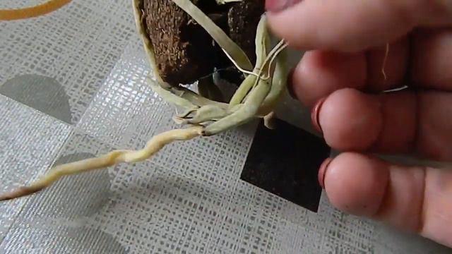 УРА!!! ДОЛГОЖДАННАЯ ПОСЫЛКА ОБЗОР и РАСПАКОВКА смотреть онлайн