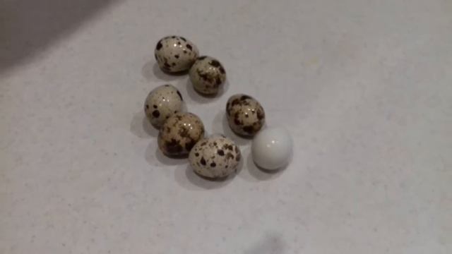 Перепелка снесла белое яйцо без пятен смотреть онлайн