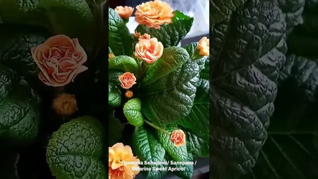Примула Беларина/ Belarina Sweet Apricot #примула #примулабалерина #примулабеларина смотреть онлайн