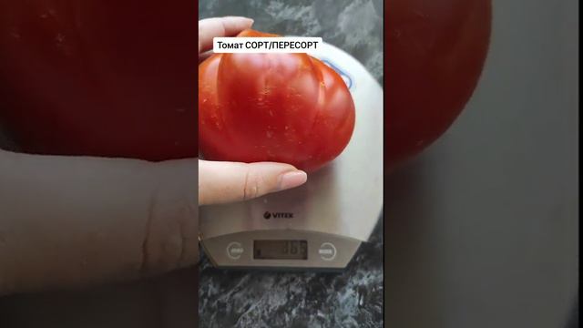 Лучший сорт томата 2023. Купила и не пожалела. #отзывы #томаты #лучшие #дача #огород #теплица#сад
