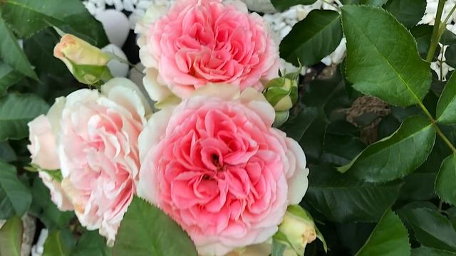 || часть ? обзор сортов роз? сравнительные характеристики. Моя новая любовь Роза Jet Set смотреть онлайн