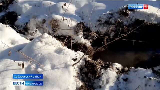 Где живёт кабан-великан, выясняют специалисты «Заповедного Приамурья» смотреть онлайн