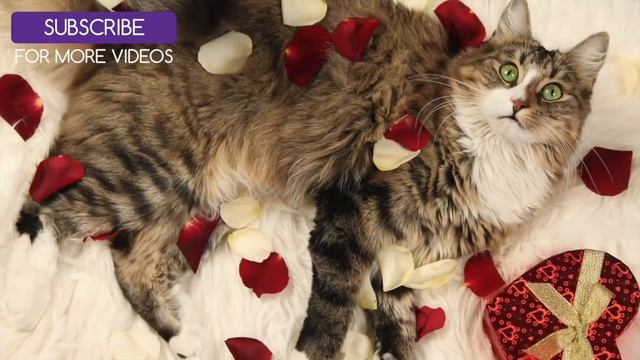 Anti-Anxiety Music for Cats and Kittens! Soothe your Cat with our Relaxation Music! ? #ANXIETY05 смотреть онлайн