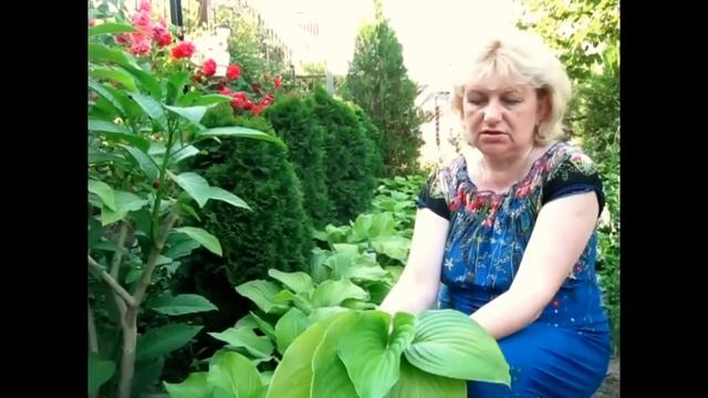 ХОСТА - ВЫРАЩИВАНИЕ, УХОД, ПОСАДКА, РАЗМНОЖЕНИЕ. УКРАШАЕМ ДОРОЖКИ НАШЕГО САДА!!! смотреть онлайн