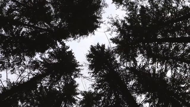 Canon 80D+sigma 18-35 mm video test смотреть онлайн