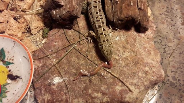 Ящерица дома. Судя по всему, черви ее любимое лакомство. смотреть онлайн