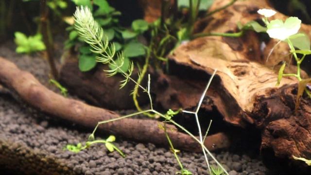 Креветочник 30л Через месяц после запуска смотреть онлайн