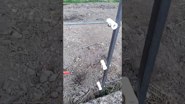 Электропастух (свиньи) постух или рябица? смотреть онлайн