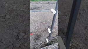 Электропастух (свиньи) постух или рябица?