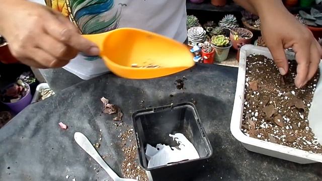 Trasplante de dos bellísimas echeverias, Beyonce y Agavoides Romeo Rubín смотреть онлайн