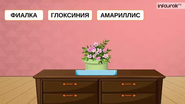 Комнатные растения | Дошкольники | Окружающий мир #41 | Инфоурок смотреть онлайн