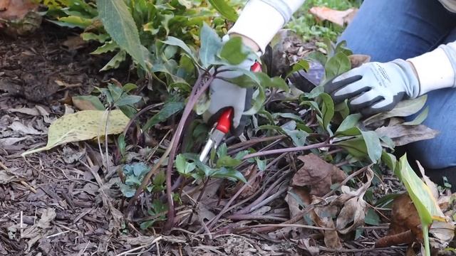 How To Prepare Your Shade Garden for Winter | Gardening with Creekside смотреть онлайн