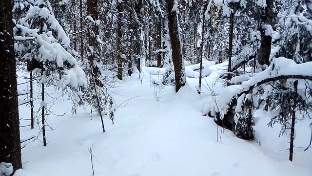 Проверка путика. Встреча с глухарями. смотреть онлайн