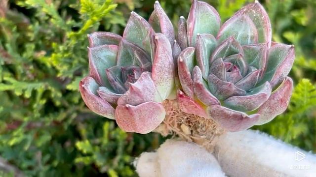 Echeveria Snow Angel