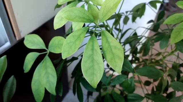 Долгожданная посылка?Разбор консервации?шефлера проросла?PdParis смотреть онлайн