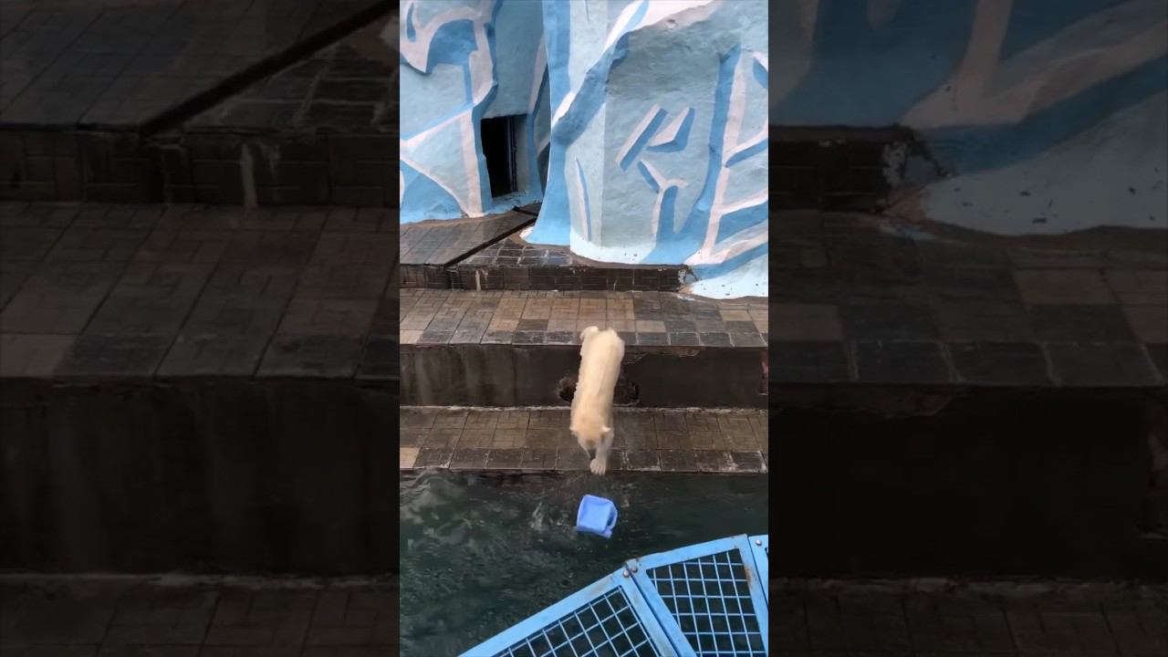 День Рождения Новосибирского зоопарка. В воскресенье ему исполнилось 76 лет! смотреть онлайн