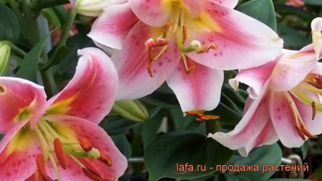 Лилия восточная горшечная Анжелика (lilium) ? Анжелика обзор: как сажать, луковицы лилии Анжелика смотреть онлайн