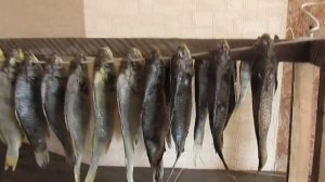 Таранка зимой! Как солить и сушить рыбу