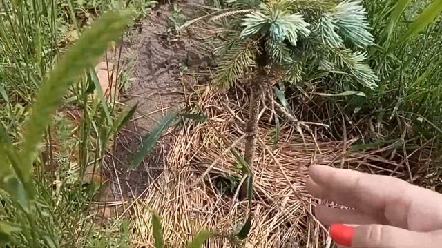Хвойные весной. Молодые приросты/Хуторок у Реки/Life in the village смотреть онлайн