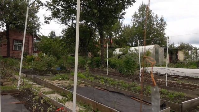 РАССАДА и ПОДВЯЗКА ТОМАТОВ | Вечная шпалера своими руками | Идеи для сада | Моя дача в Хабаровске смотреть онлайн