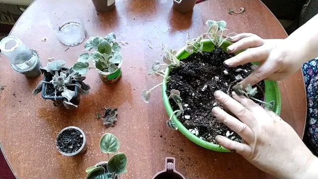 Детки фиалок. Грунт. Посадка. смотреть онлайн