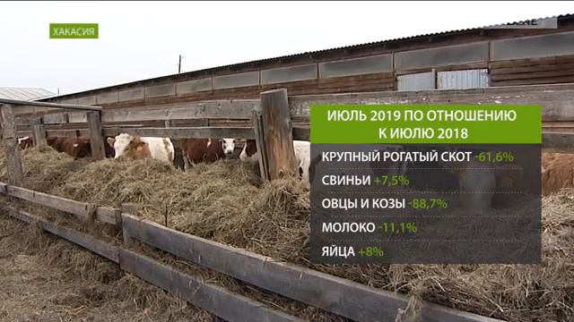 Хакасии производится меньше мяса в 3 раза смотреть онлайн