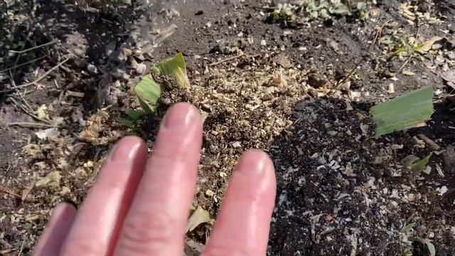 Розы срочно открыть! смотреть онлайн