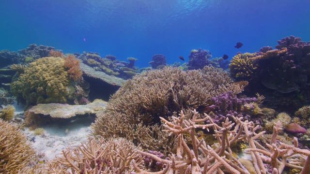 Palau Coral Colors | MacOS Sonoma Live Wallpaper смотреть онлайн