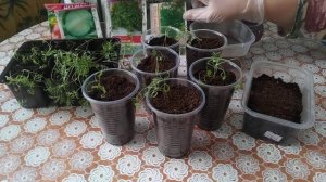 Выращивание  Укропа Через Рассаду! 100% Приживаемость!