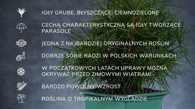 SOŚNICA JAPOŃSKA (Sciadopitys verticillata) - tropikalna roślina do polskiego ogrodu смотреть онлайн