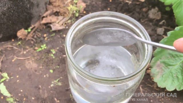 Клубника засыплет урожаем на след. год! Если Брызгать этим в Августе-Сентябре!