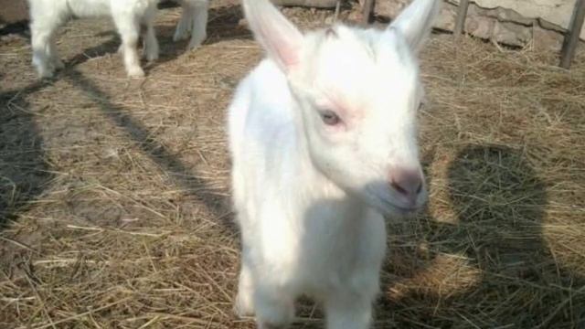 Горьковская порода коз. Козы породы "Горьковская"?Плюсы и минусы коз. Породы коз #кролики #козы#вре смотреть онлайн